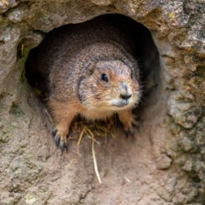 Groundhog To Be Replaced With Cake?