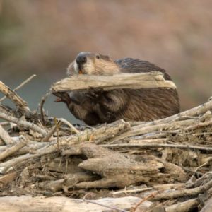 The Beavers for Borders Task Force